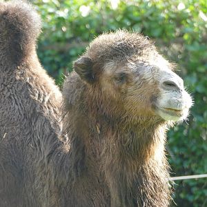 Female Bactrian camel, November 2019