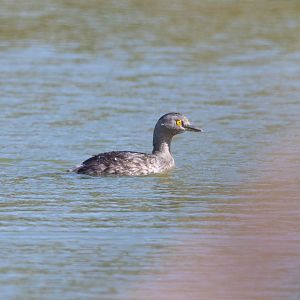 Least Grebe- (Tachybaptus dominicus brachypterus)