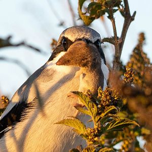 North American Least Shrew (Cryptotis parva) being held by Loggerhead Shrike (Lanius ludovicianus)