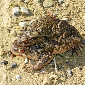 Bufo spinosus