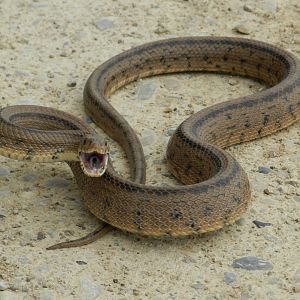 Ladder Snake, adult. Zamenis scalaris