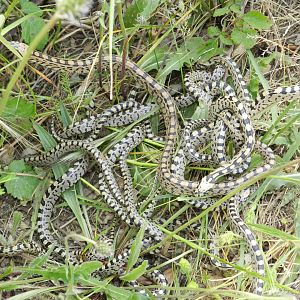 Ladder Snake, juveniles, Zamenis scalaris