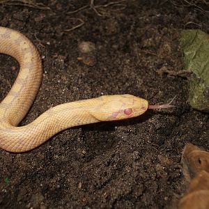 Ladder Snake, young albino, Zamenis scalaris