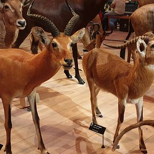 Uganda Kob,  Buffon's kob