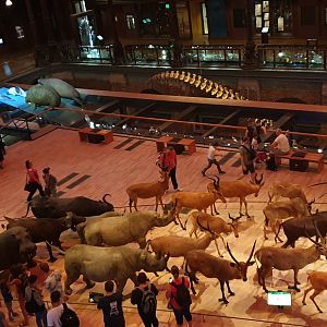 Grande Galerie de L'Evolution