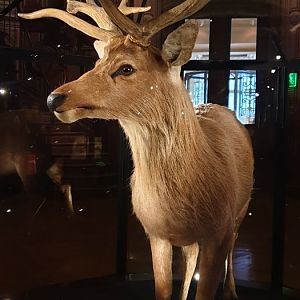 The only mounted Schomburgk's deer