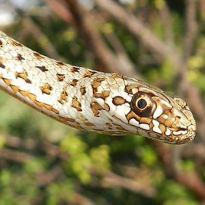 Montpellier Snake, juvenile, Malpolon monspessulanus