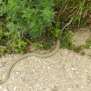 Montpellier Snake, adult, Malpolon monspessulanus