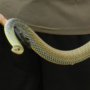 Montpellier Snake, adult, Malpolon monspessulanus