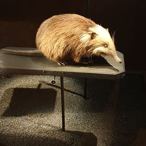 Cuban Solenodon
