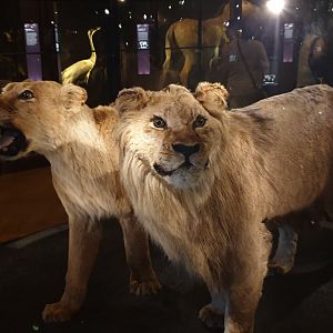 Barbary lion and Cape lion