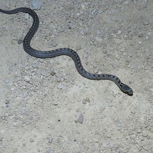 Southern Smooth Snake, Coronella girondica