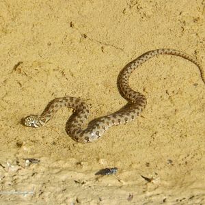 Viperine Water Snake, Natrix maura