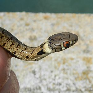 Iberian Grass Snake, Natrix astreptophora