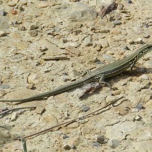 Catalan Wall Lizard (Podarcis liolepis)