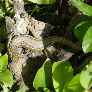 Psammodromus algirus