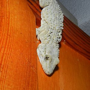 Tarentola mauritanica