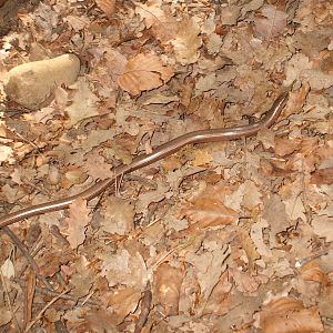Slowworm, Anguis fragilis
