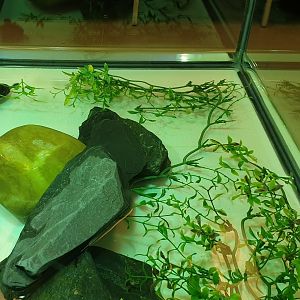 Mud turtle raising tank