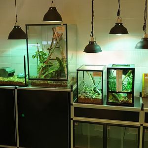 View into the reptile raising room