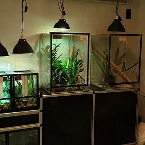View into the reptile raising room