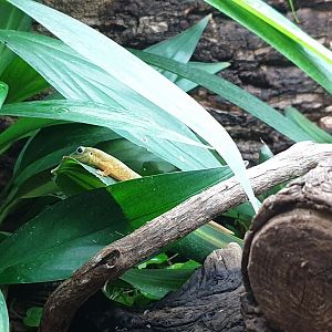 Merten's day-gecko - Phelsuma robertmertensi