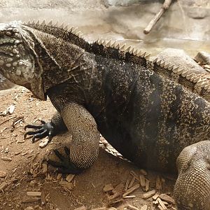 Cuban ground iguana