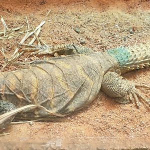 Ornate mastigure - Uromastyx ornata