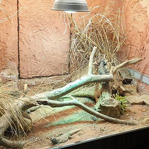 Enclosure Ornate mastigure