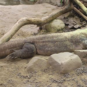 Komodo dragon