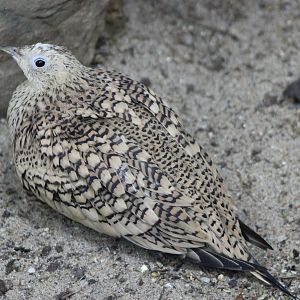 Arabian chestnut-bellied sandgrouse