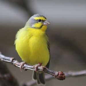 Green singing finch