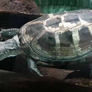 Mud turtle - Pelusios species