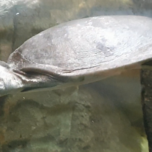 Nubian flapshell turtle - Cyclanorbis elepans