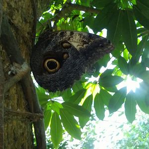 Giant owl-eye butterfly