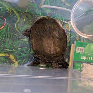 Pelodiscus sinensis or Amyda cartilaginea?