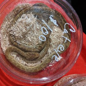 Madagascarophis species?