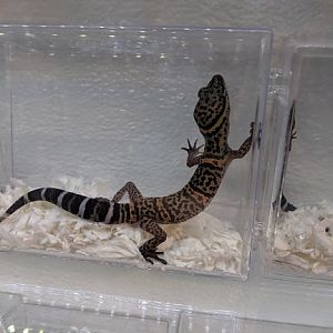 Goniurosaurus species?