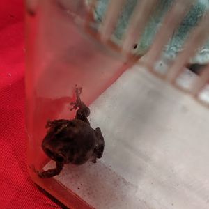 Eleutherodactylus species?