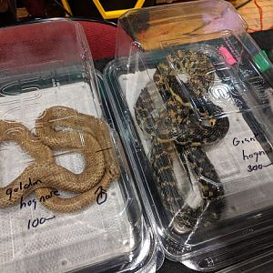 Leioheterodon modestus & Leioheterodon madagascariensis?