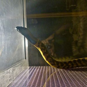 Black-Headed Python (Aspidites melanocephalus)