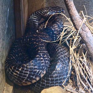 Texas Indigo Snake (Drymarchon melanurus erebennus)