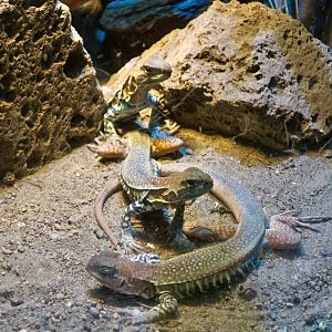 Giant Butterfly Lizard (Leiolepis guttata)