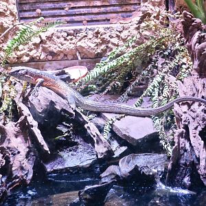 Southeastern Girdled Lizard (Zonosaurus maximus)