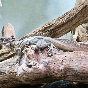 Common Basilisk (Basiliscus basiliscus)