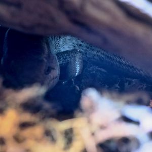 Warren's Galliwasp (Celestus warreni)