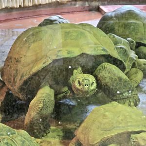 Santa Cruz Giant Tortoise (Chelonoidis porteri)