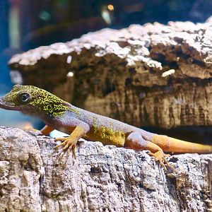 Psychedelic Rock Gecko (Cnemapsis psychedelica)