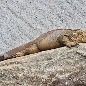 Galápagos Land Iguana (Conolophus subcristatus)