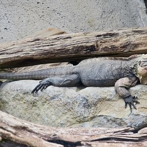 Exuma Island Iguana (Cyclura cychlura figginsi)